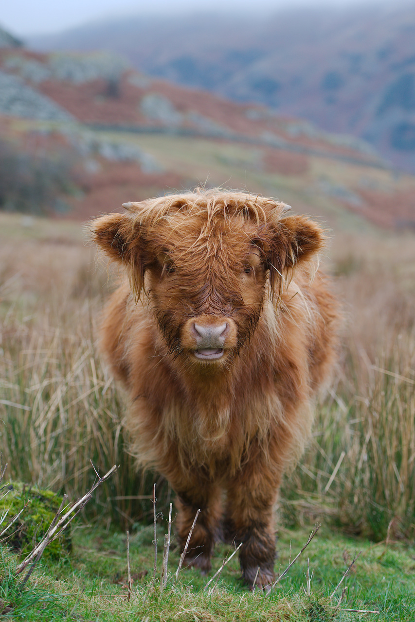 Happy Cow