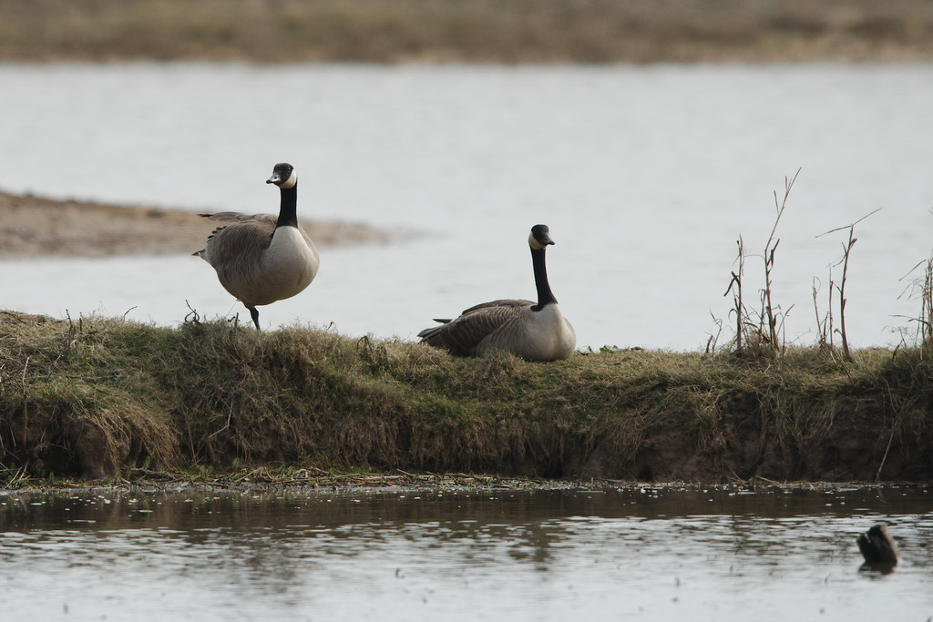 Canada Geese