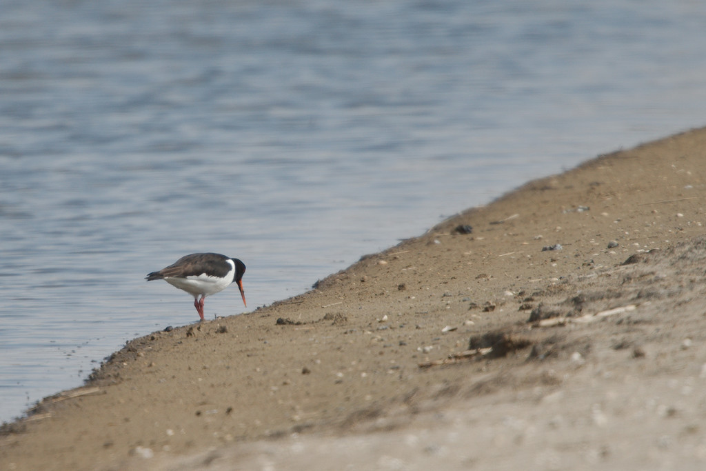 Oystercatcher