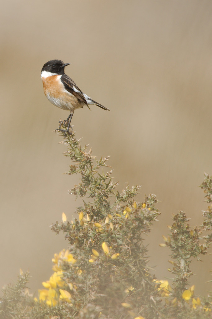 Stonechat (Male)