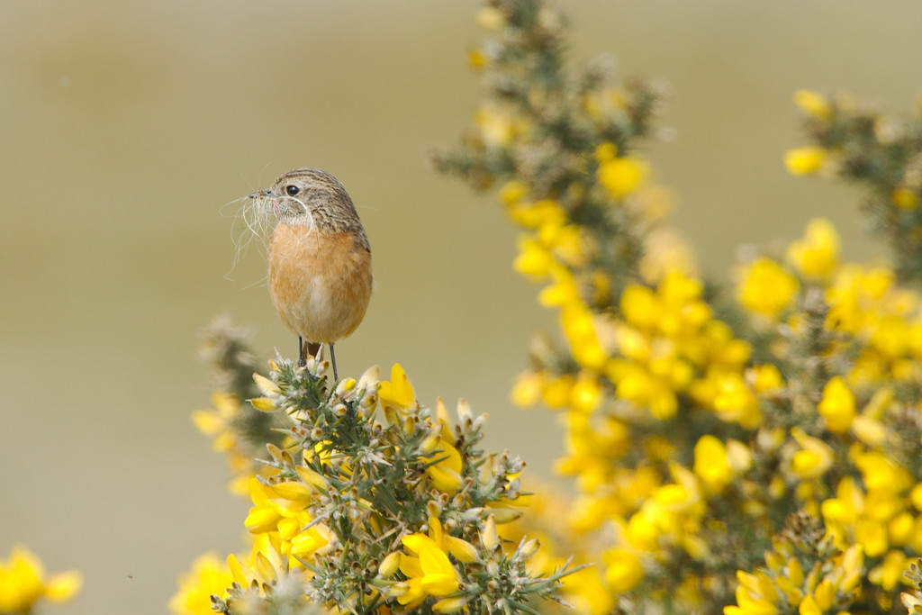 Stonechat (Female)