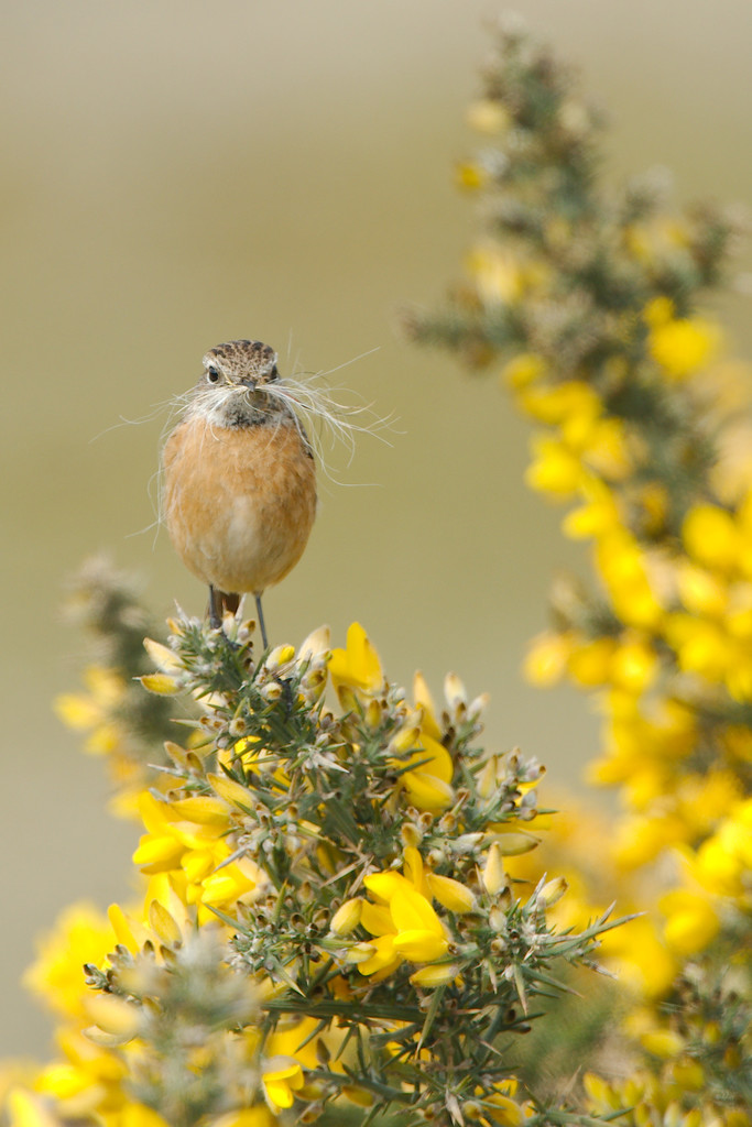 Stonechat (Female)