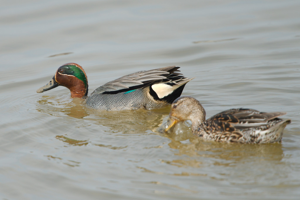 Common Teals