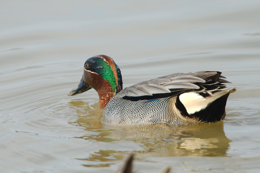 Common Teal