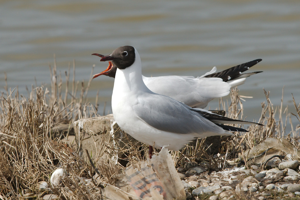 Black Headed Gulls