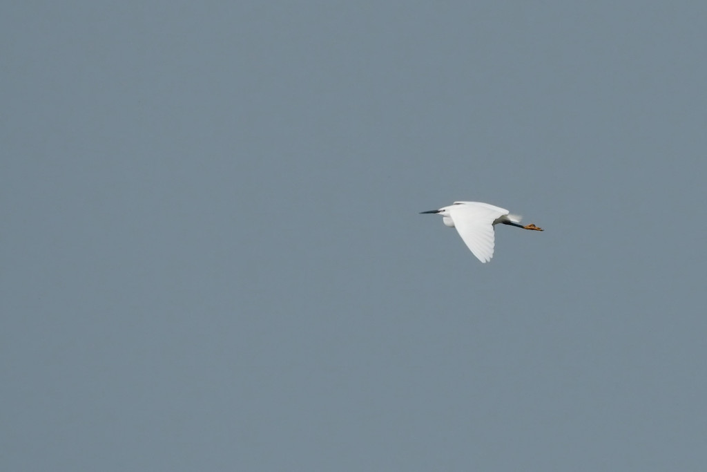 Little Egret